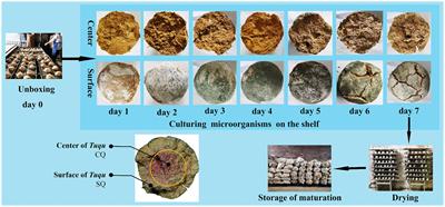 Deciphering the microbial succession and color formation mechanism of “green-covering and red-heart” Guanyin Tuqu